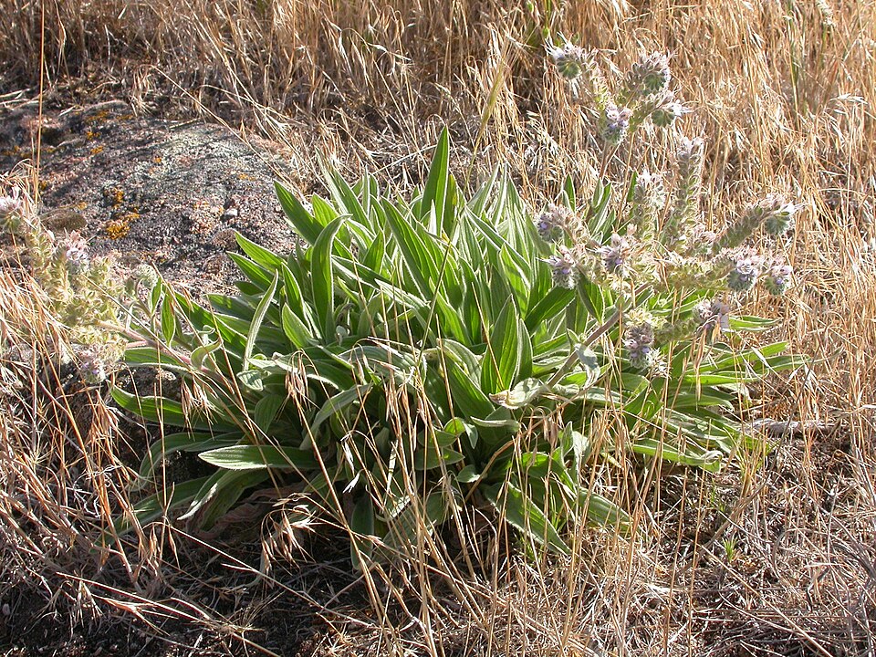 Phacelia hastata (Silverleaf phacelia) (alternate view 8)