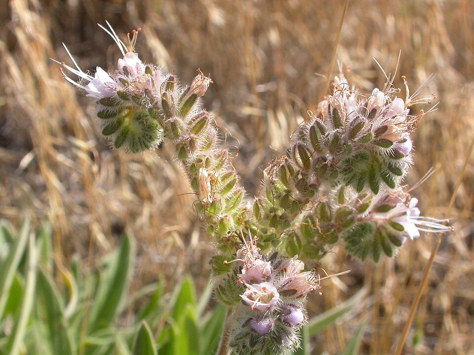 Phacelia hastata (Silverleaf phacelia) (alternate view 9)