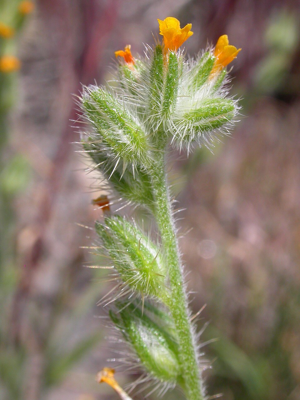 Amsinckia tessellata (Bristly Fiddleneck) (alternate view 9)