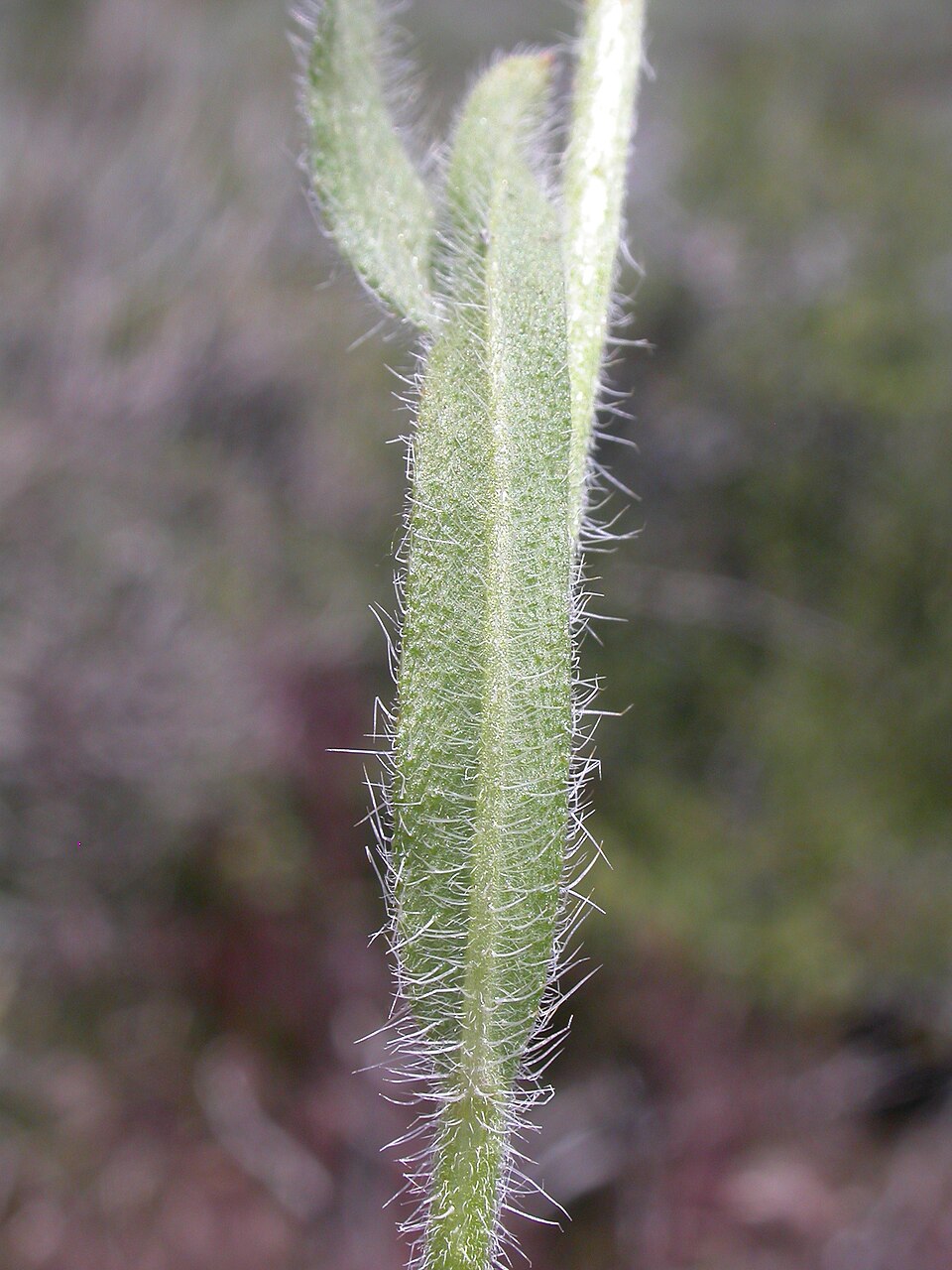 Amsinckia tessellata (Bristly Fiddleneck) (alternate view 10)