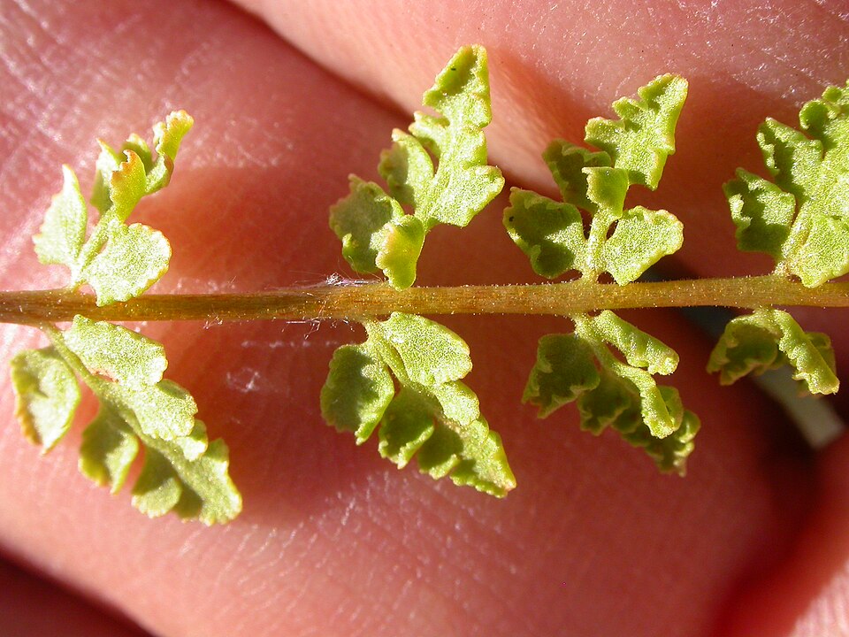 Cystopteris fragilis (brittle bladderfern) (alternate view 8)