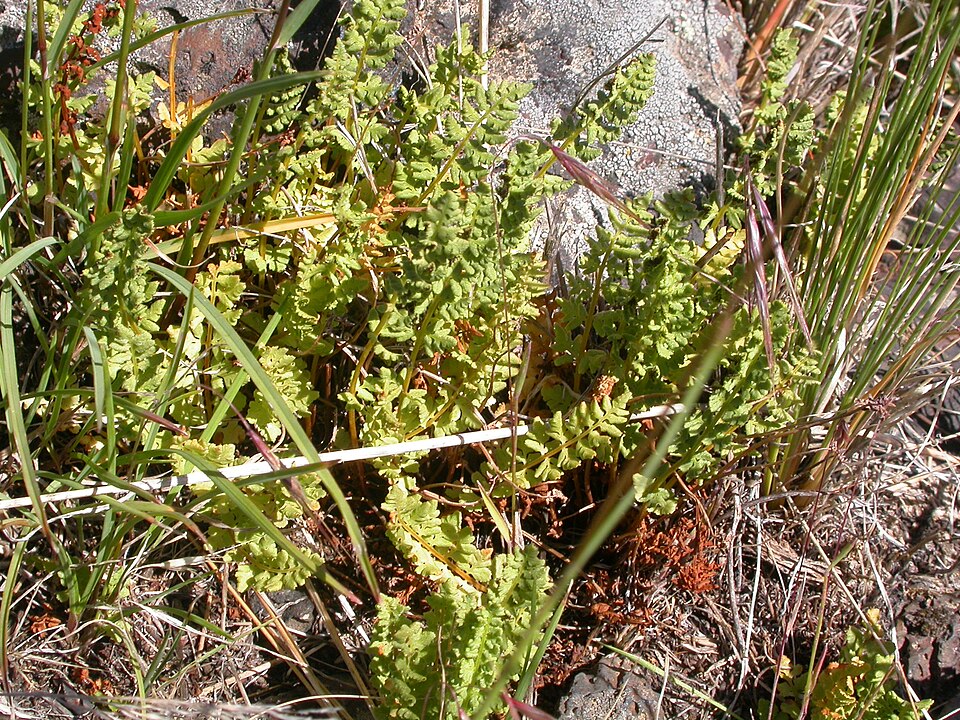 Cystopteris fragilis (brittle bladderfern) (alternate view 9)