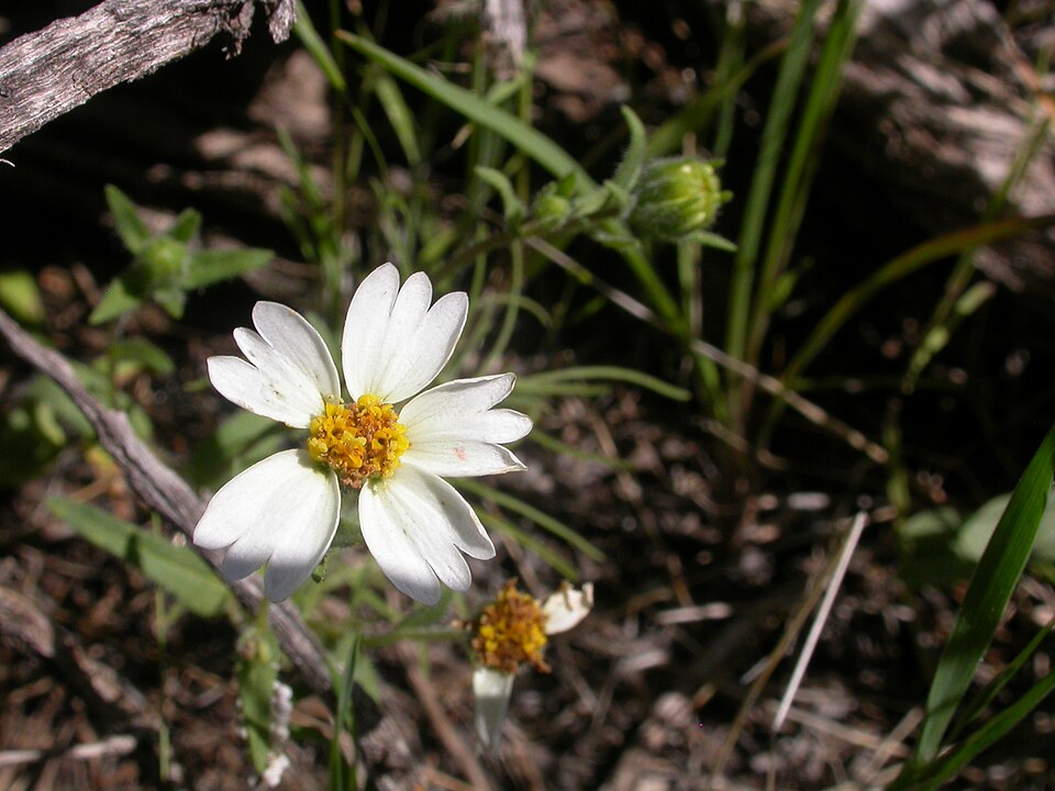 Layia glandulosa (whitedaisy tidytips) (alternate view 7)
