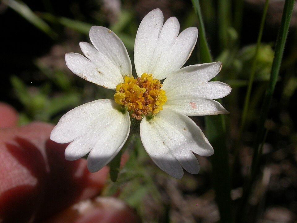 Layia glandulosa (whitedaisy tidytips) (alternate view 8)