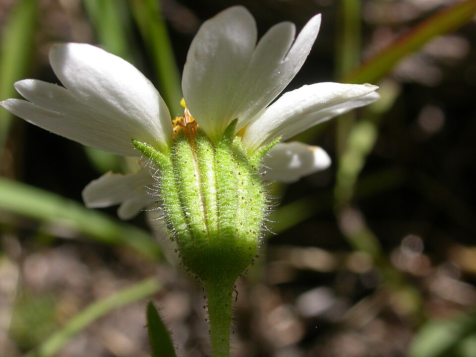 Layia glandulosa (whitedaisy tidytips) (alternate view 9)