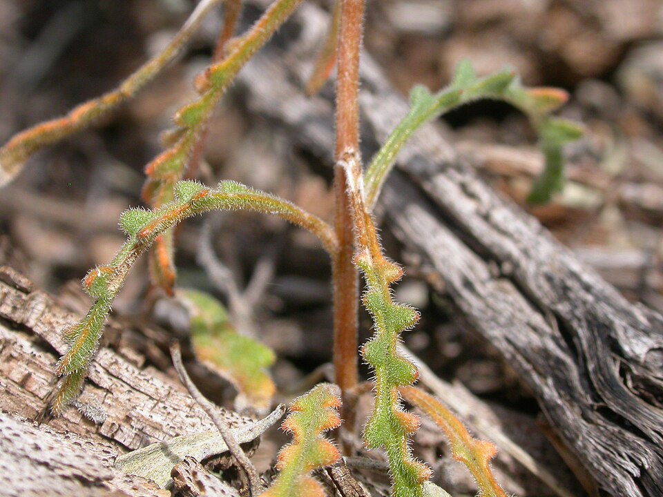 Mentzelia albicaulis (Whitestem Blazingstar) (alternate view 8)