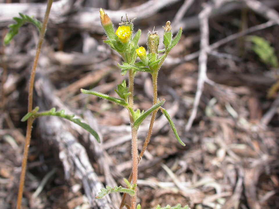 Mentzelia albicaulis (Whitestem Blazingstar) (alternate view 9)