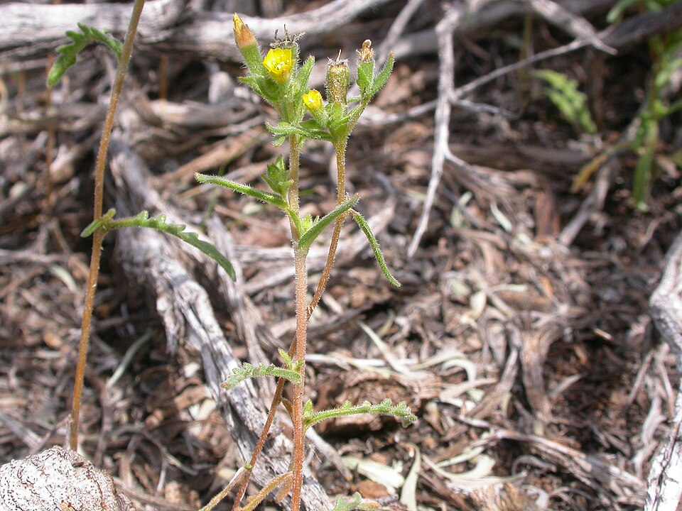 Mentzelia albicaulis (Whitestem Blazingstar) (alternate view 10)