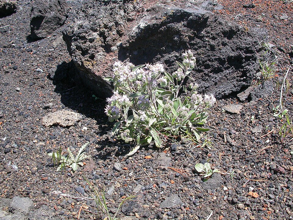 Phacelia hastata (Silverleaf phacelia) (alternate view 10)