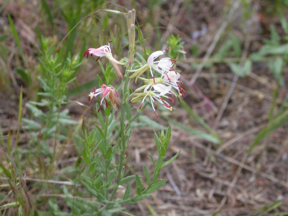 Oenothera suffrutescens (Scarlet Beeblossom) (alternate view 6)