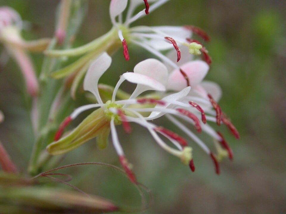 Oenothera suffrutescens (Scarlet Beeblossom) (alternate view 7)