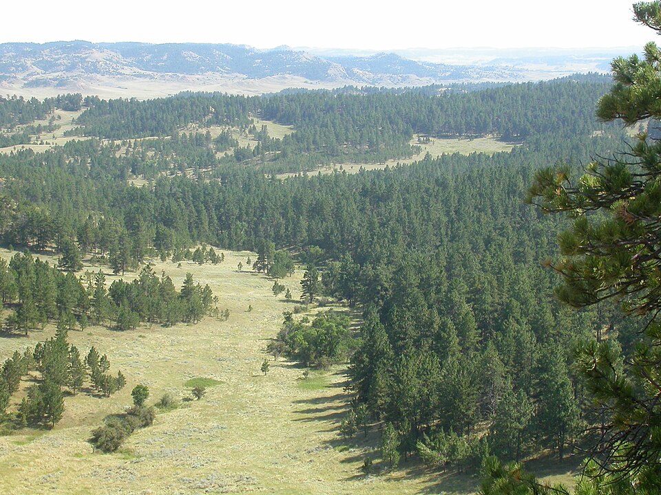 Festuca idahoensis (Idaho fescue) (alternate view 10)