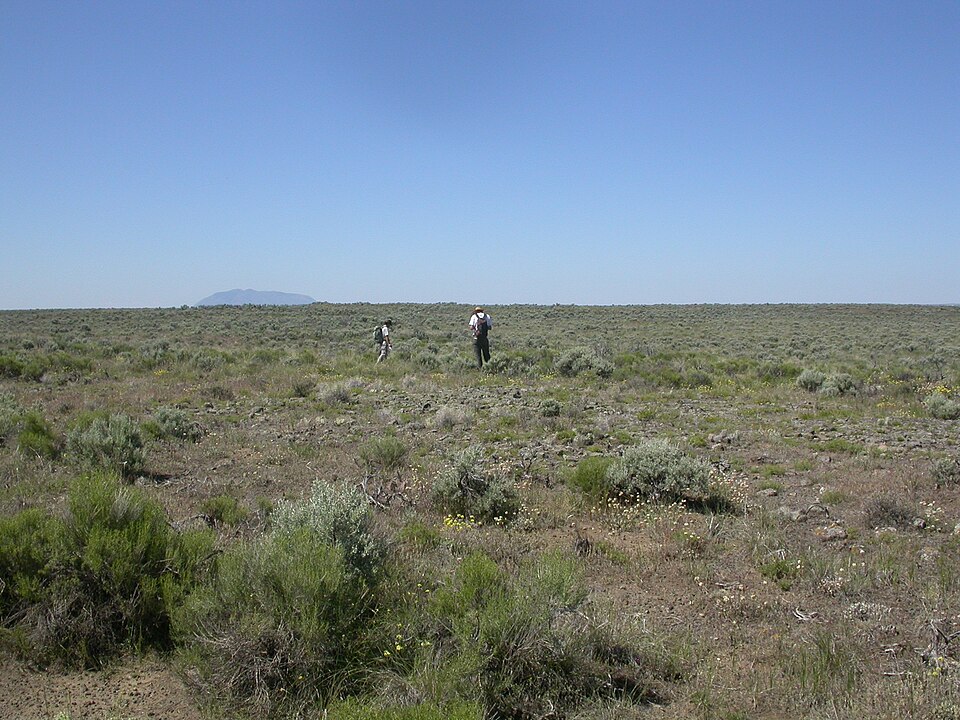 Gutierrezia sarothrae (Broom Snakeweed) (alternate view 3)