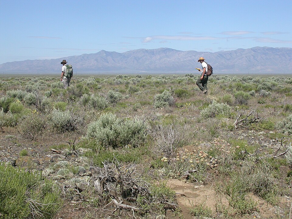 Chrysothamnus viscidiflorus (Yellow Rabbitbrush) (alternate view 8)
