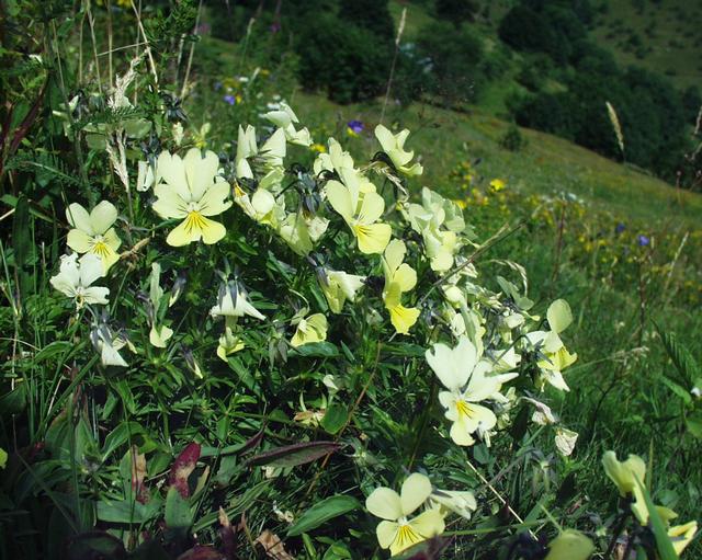 Viola lutea (Mountain Pansy)
