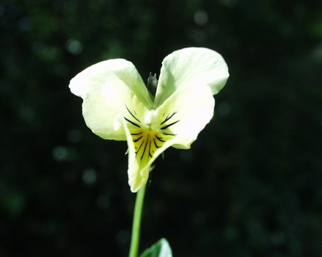 Viola lutea (Mountain Pansy)