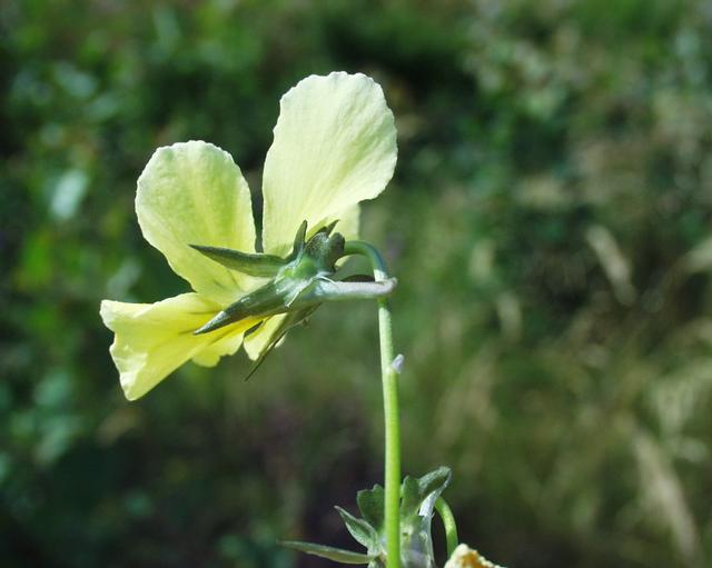 Viola lutea (Mountain Pansy)