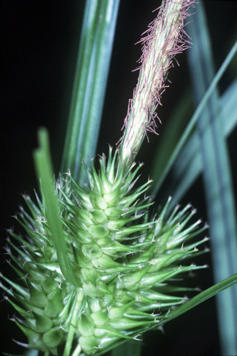Carex lupulina (hop sedge) (alternate view 6)