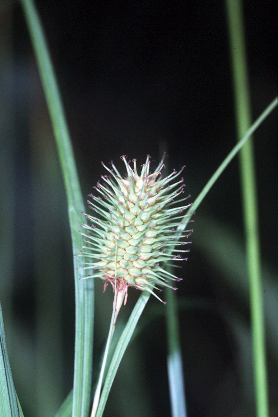 Carex squarrosa (Squarrose Sedge) (alternate view 5)