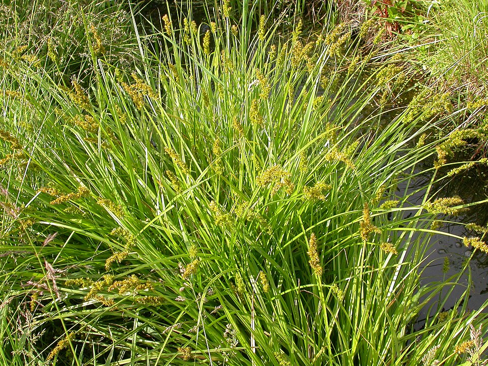 Carex stipata (sawbeak sedge) (alternate view 6)