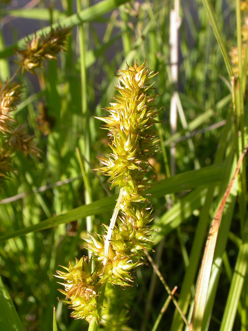Carex stipata (sawbeak sedge) (alternate view 7)