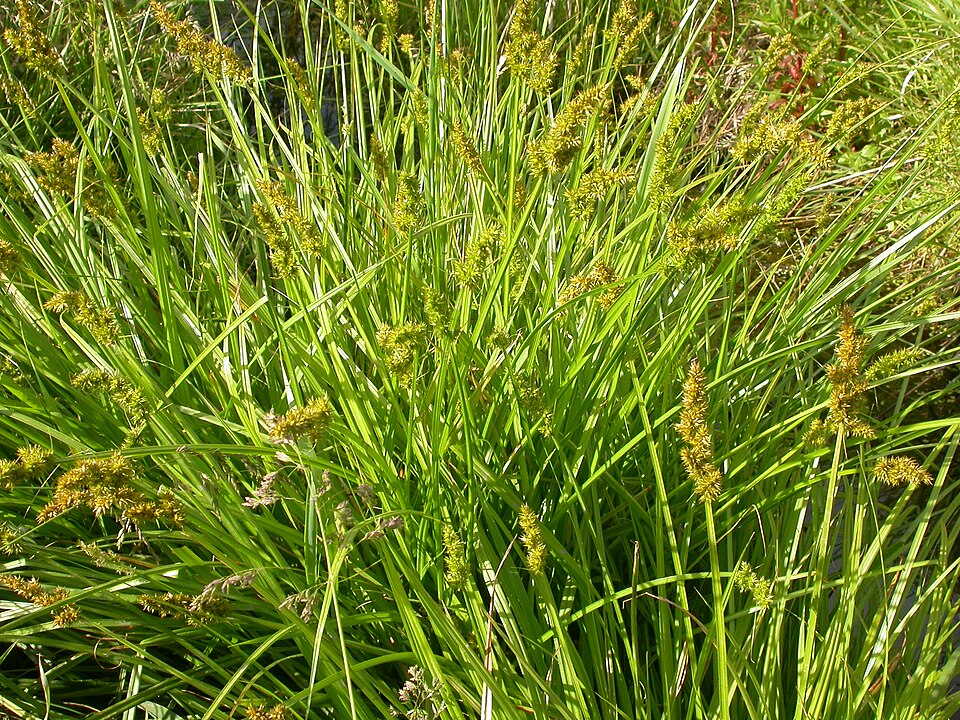 Carex stipata (sawbeak sedge) (alternate view 8)