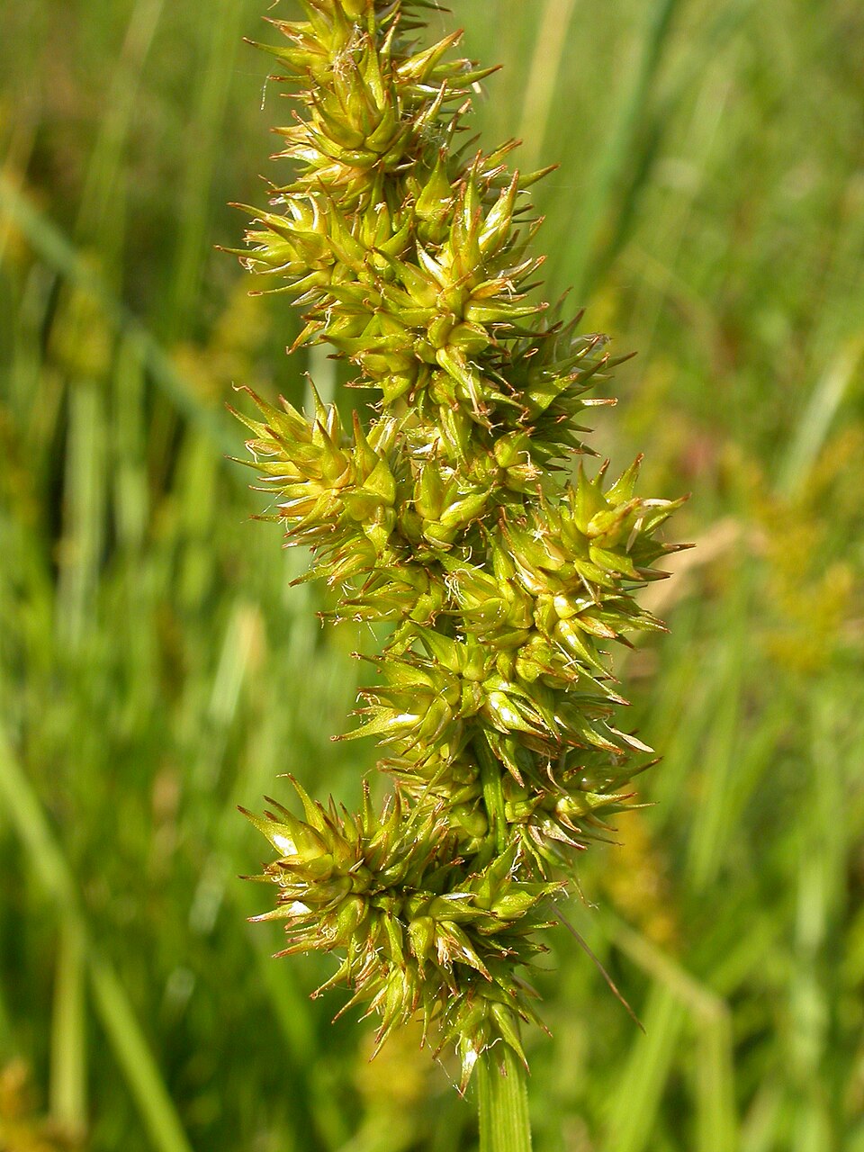Carex stipata (sawbeak sedge) (alternate view 9)
