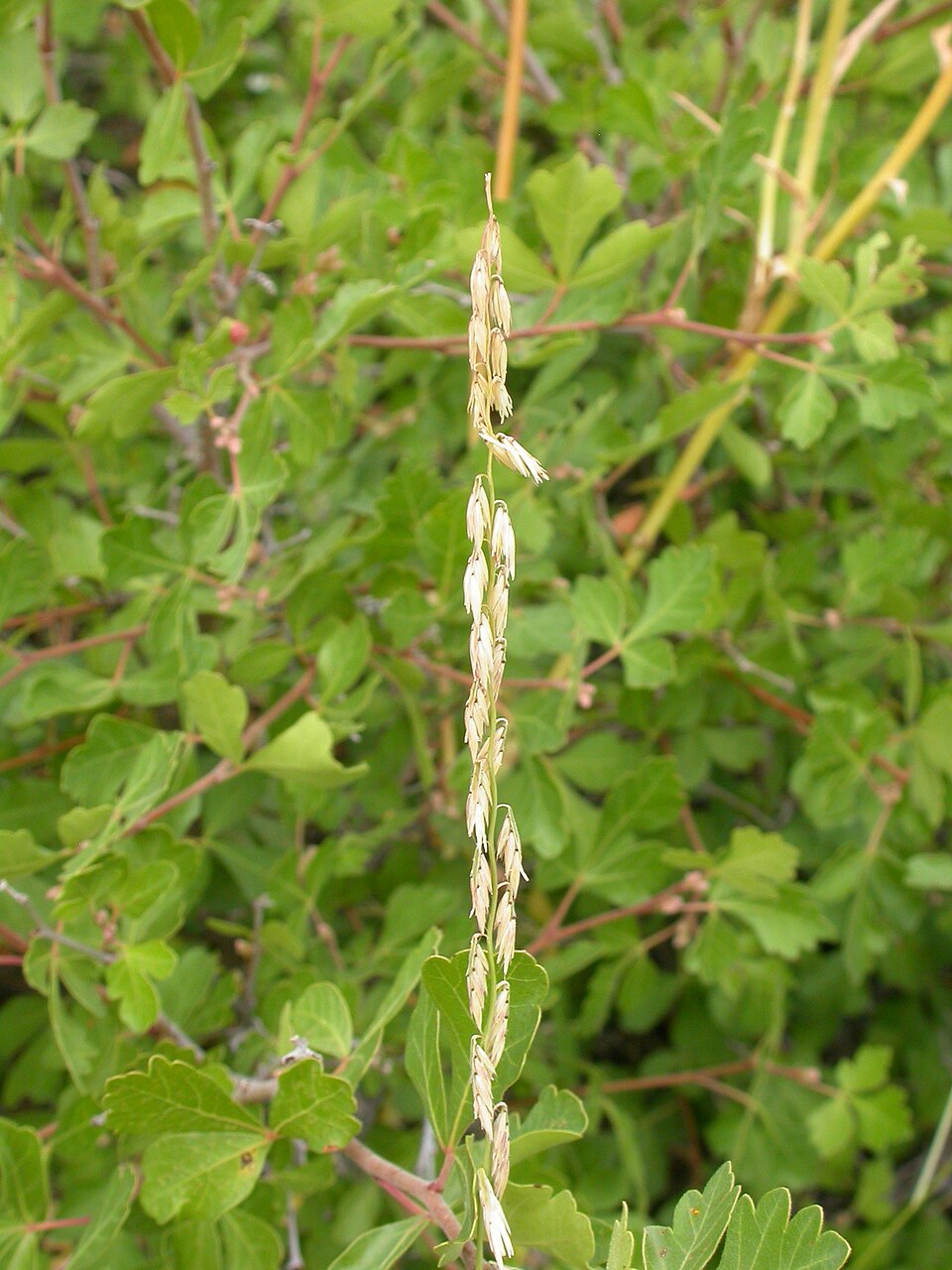 Bouteloua curtipendula (Sideoats Grama) (alternate view 8)