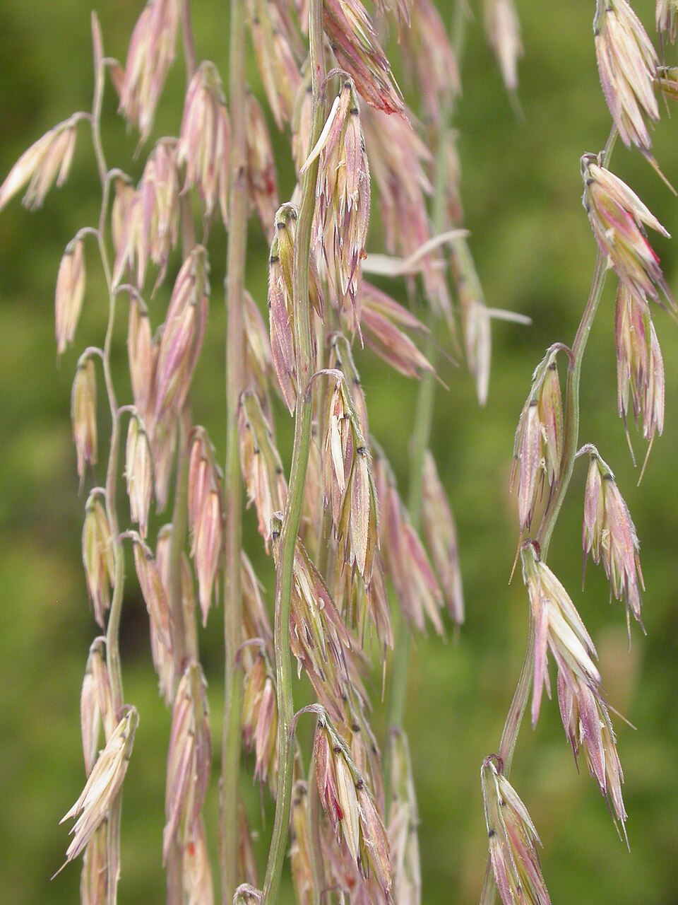 Bouteloua curtipendula (Sideoats Grama) (alternate view 9)