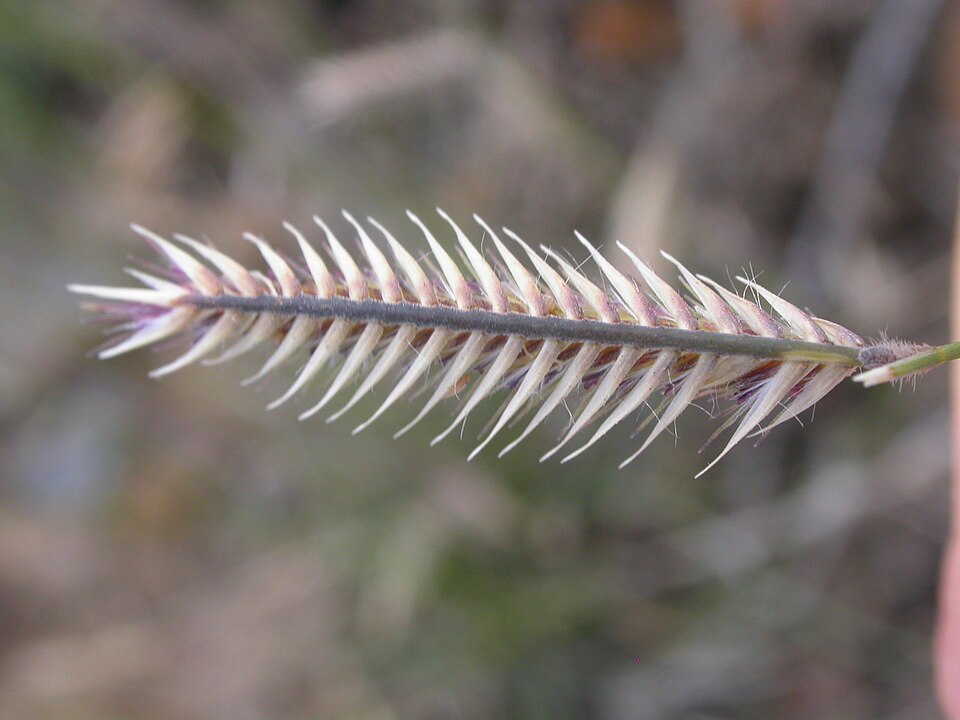 Bouteloua gracilis (Blue Grama Grass) (alternate view 9)
