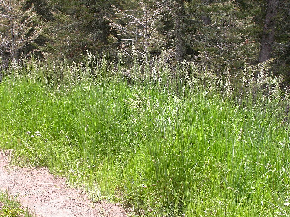 Bromus inermis (smooth brome) (alternate view 7)