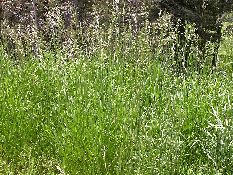 Bromus inermis (smooth brome) (alternate view 8)