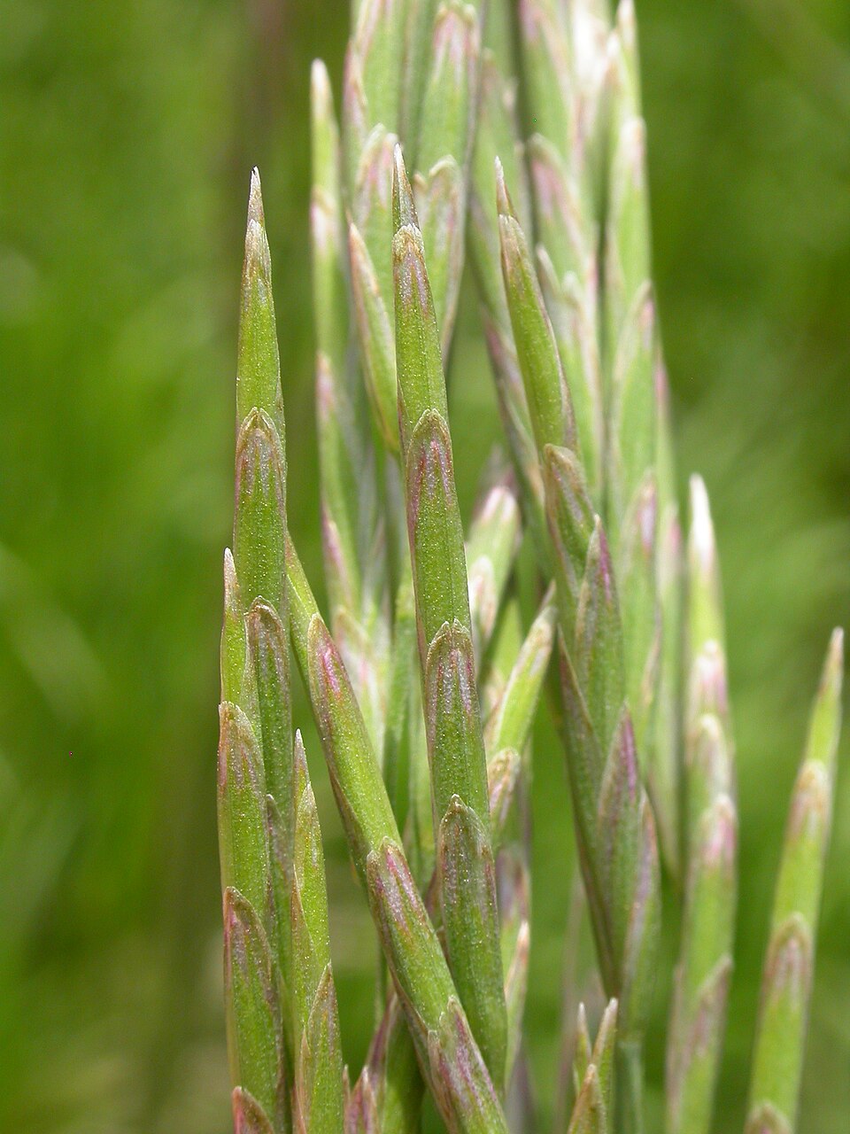 Bromus inermis (smooth brome) (alternate view 9)