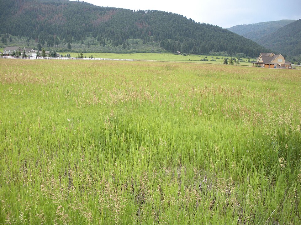 Bromus inermis (smooth brome) (alternate view 10)