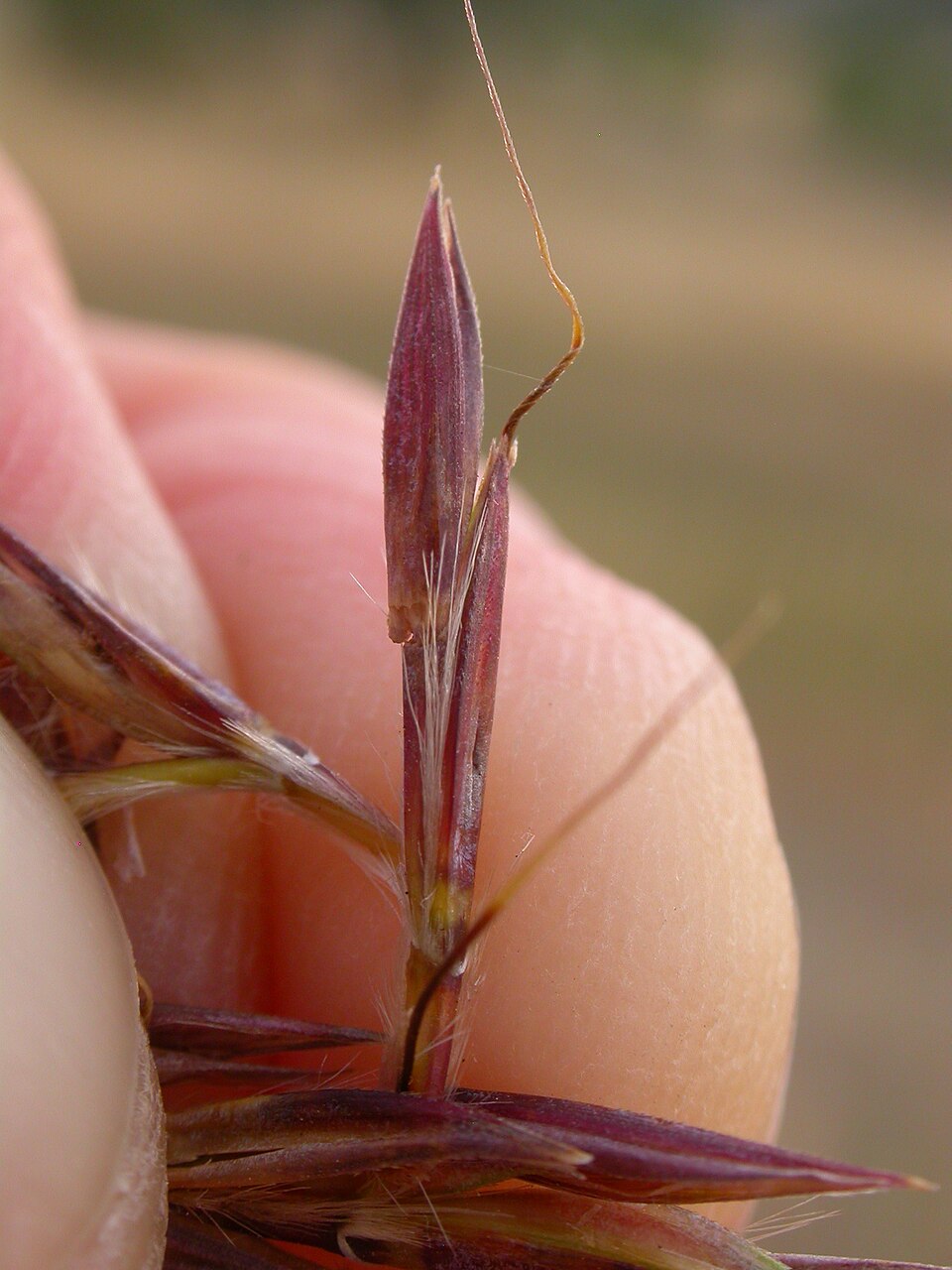 Andropogon gerardii (Big Bluestem)