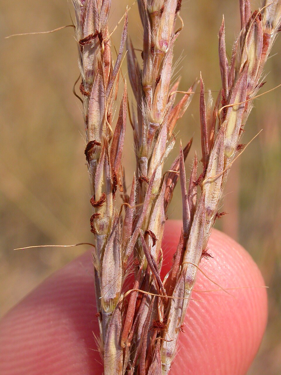 Andropogon gerardii (Big Bluestem)