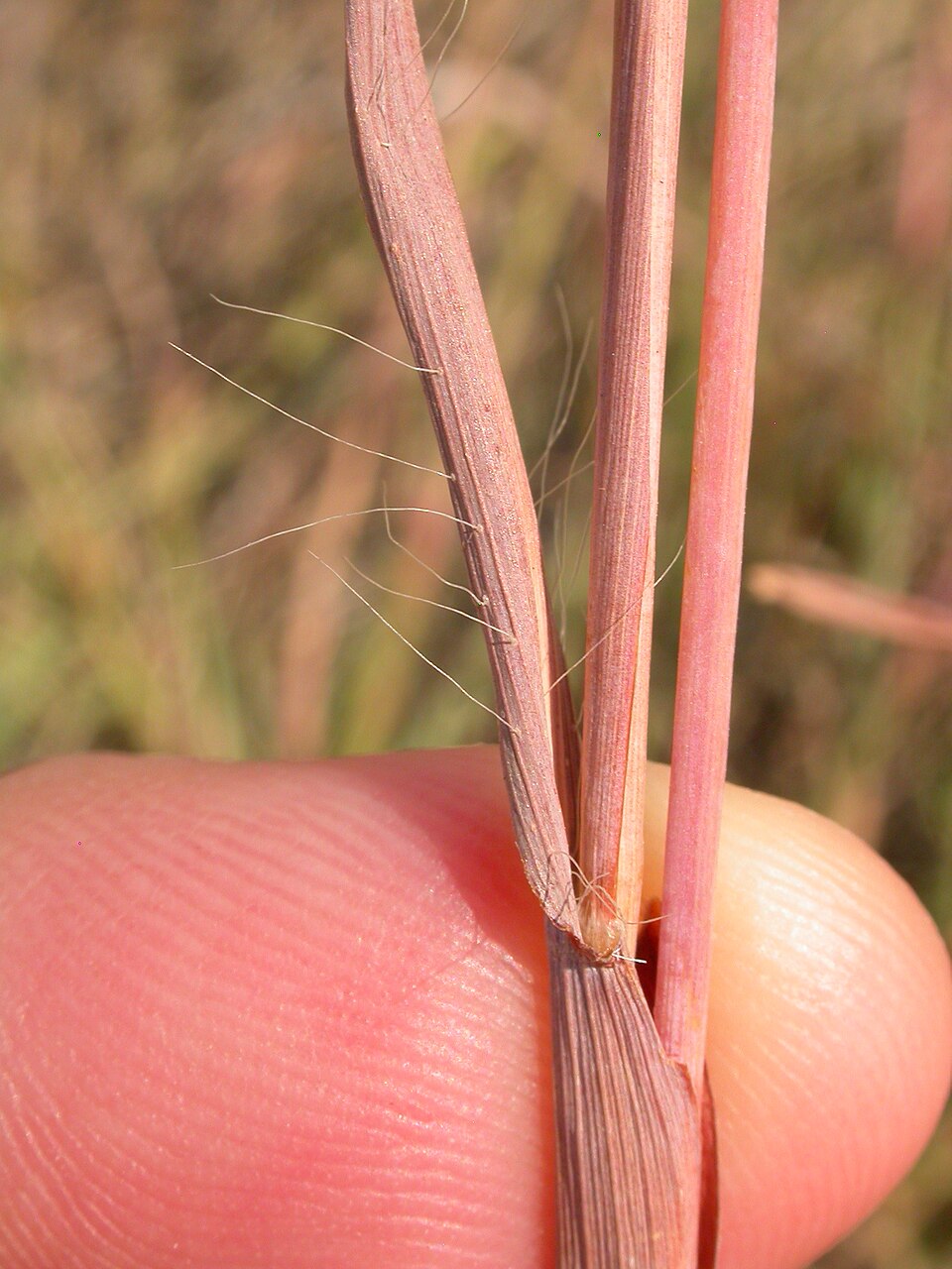 Andropogon gerardii (Big Bluestem)