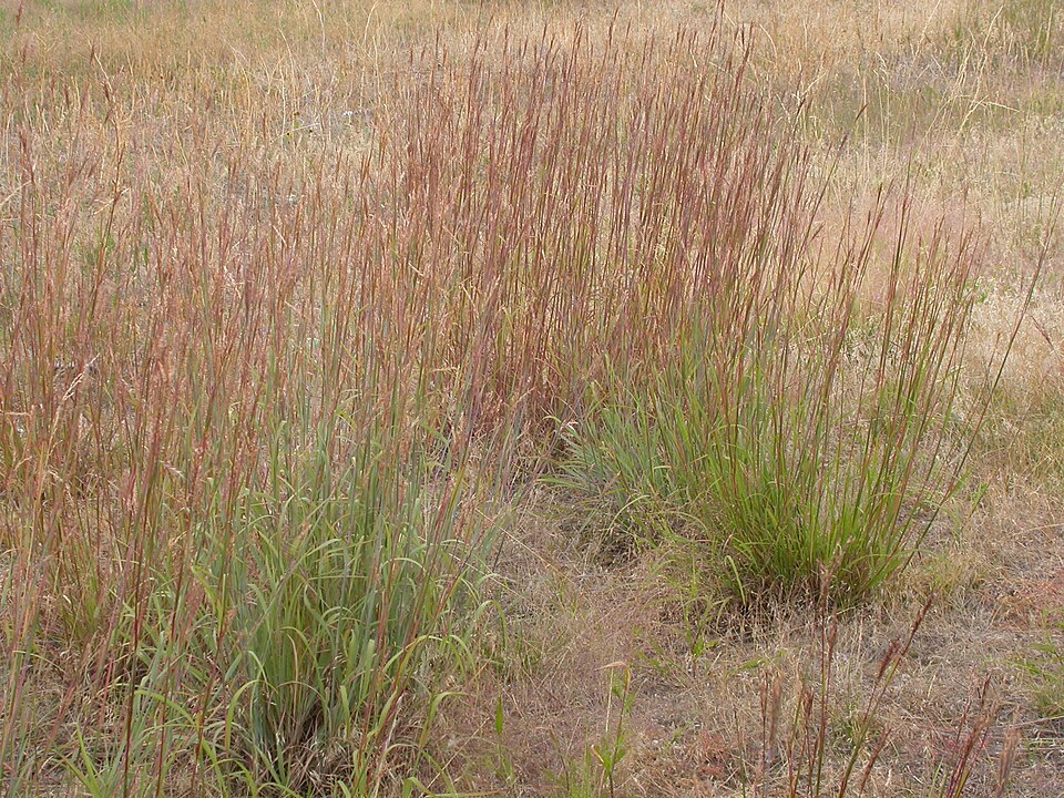 Andropogon gerardii (Big Bluestem)