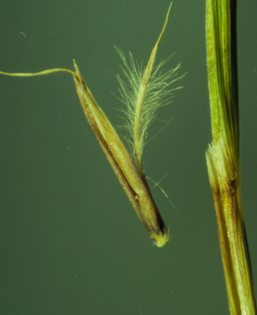 Schizachyrium scoparium (Little Bluestem) (alternate view 3)