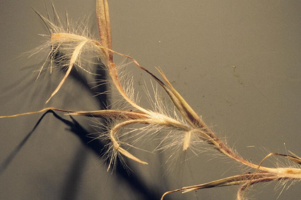 Schizachyrium scoparium (Little Bluestem) (alternate view 4)