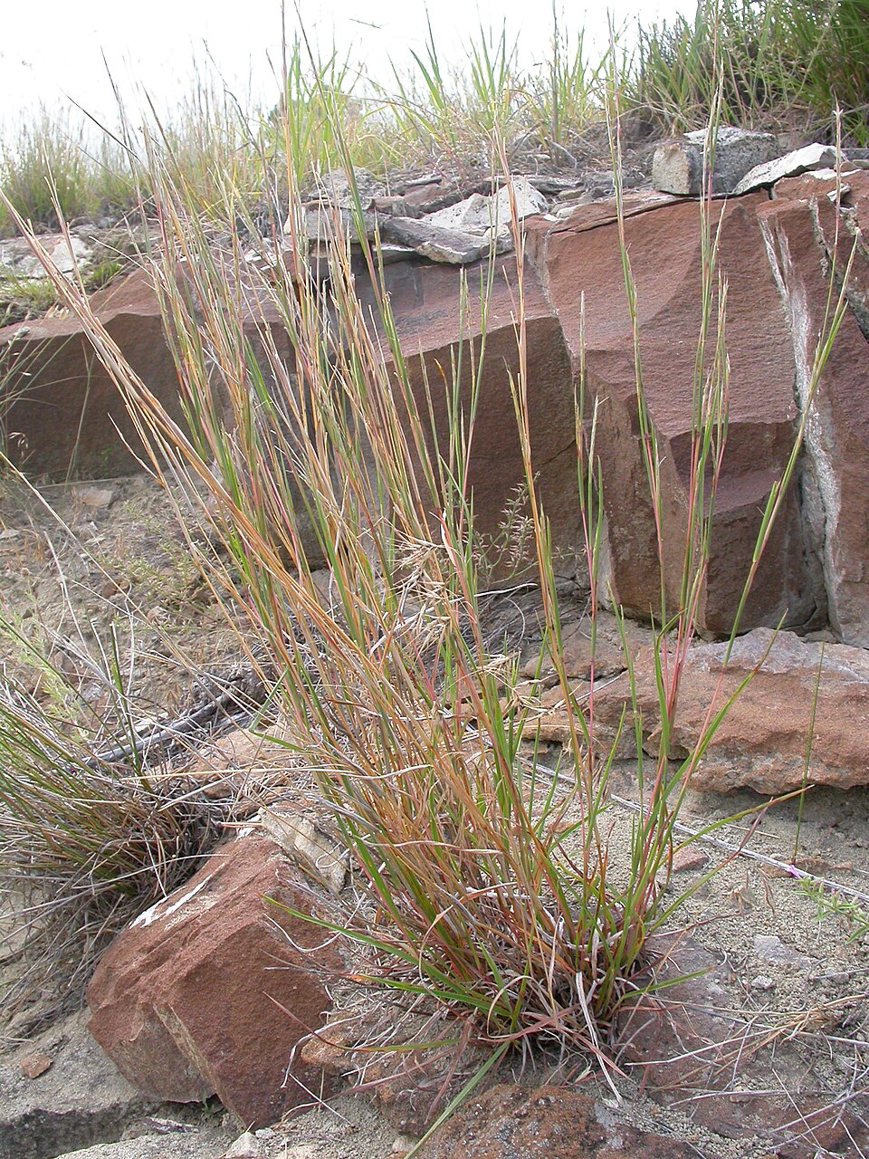 Schizachyrium scoparium (Little Bluestem) (alternate view 5)