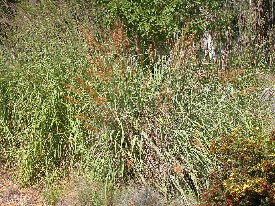 Sorghastrum nutans (Indiangrass) (alternate view 6)