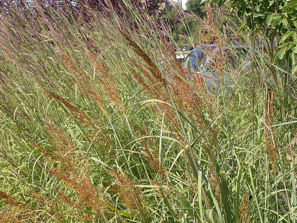 Sorghastrum nutans (Indiangrass) (alternate view 7)