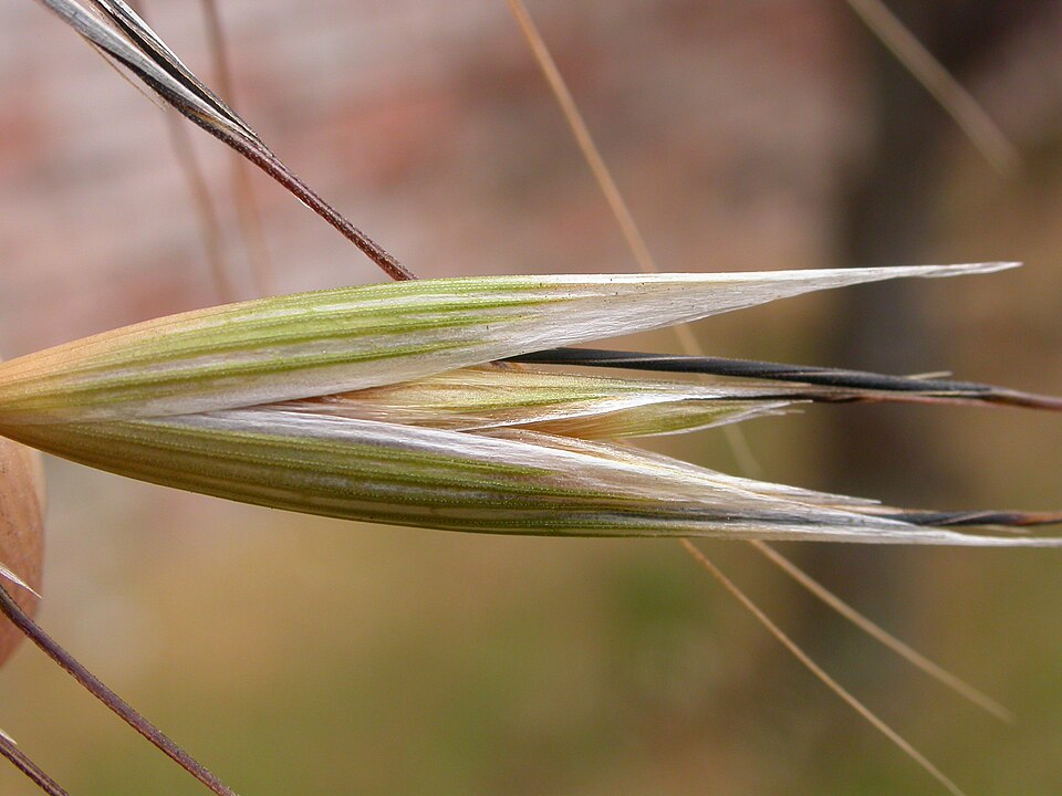 Avena barbata (slender wild oat) (alternate view 6)