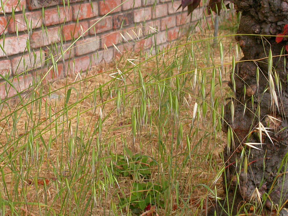 Avena barbata (slender wild oat) (alternate view 7)