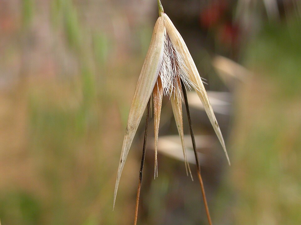 Avena barbata (slender wild oat) (alternate view 8)