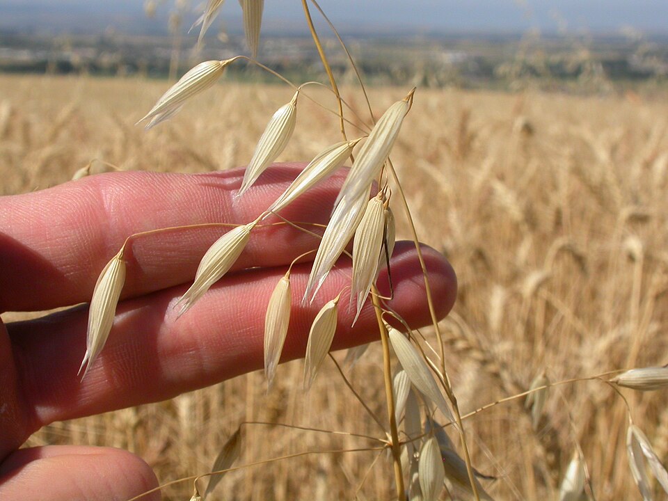 Avena fatua (wild oat) (alternate view 3)