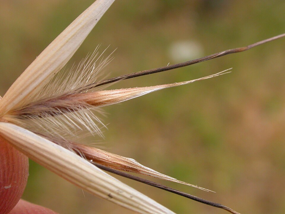 Avena barbata (slender wild oat) (alternate view 9)
