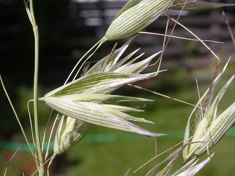 Avena fatua (wild oat) (alternate view 4)