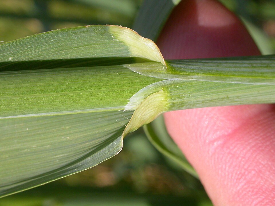 Avena fatua (wild oat) (alternate view 5)